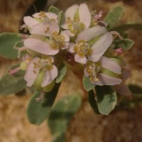 Euphorbia rosea Retz.